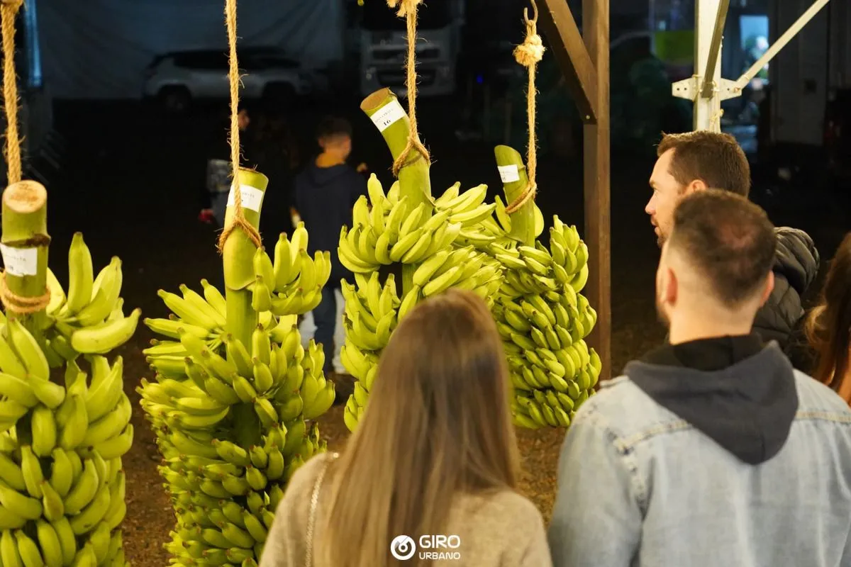 Bananas expostas no Piçarraiá serão distribuídas para entidades de Balneário Piçarras