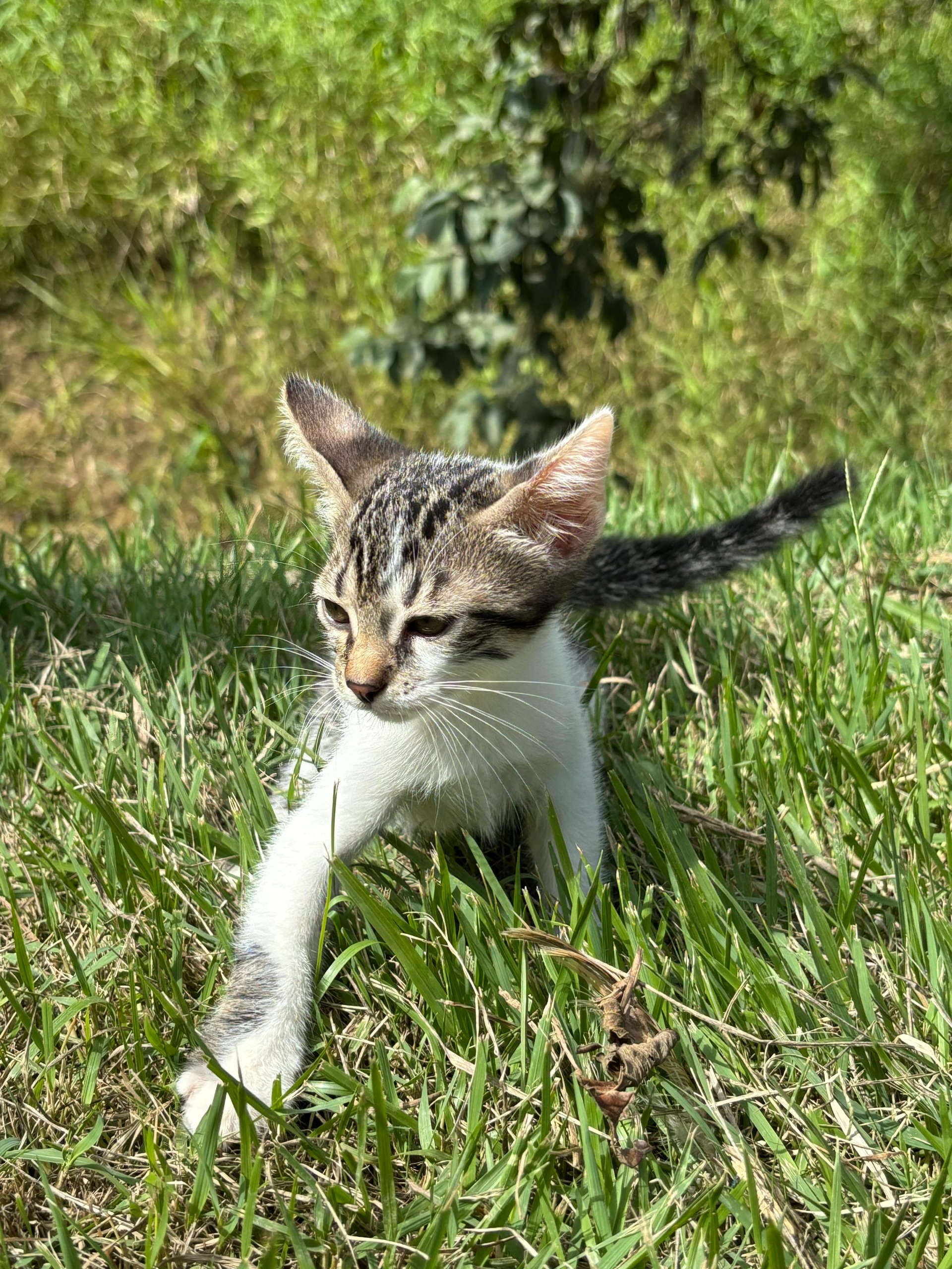 Balneário Piçarras tem 40 animais disponíveis para adoção