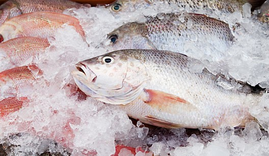 Semana Santa: Cidasc orienta população sobre compra de pescado