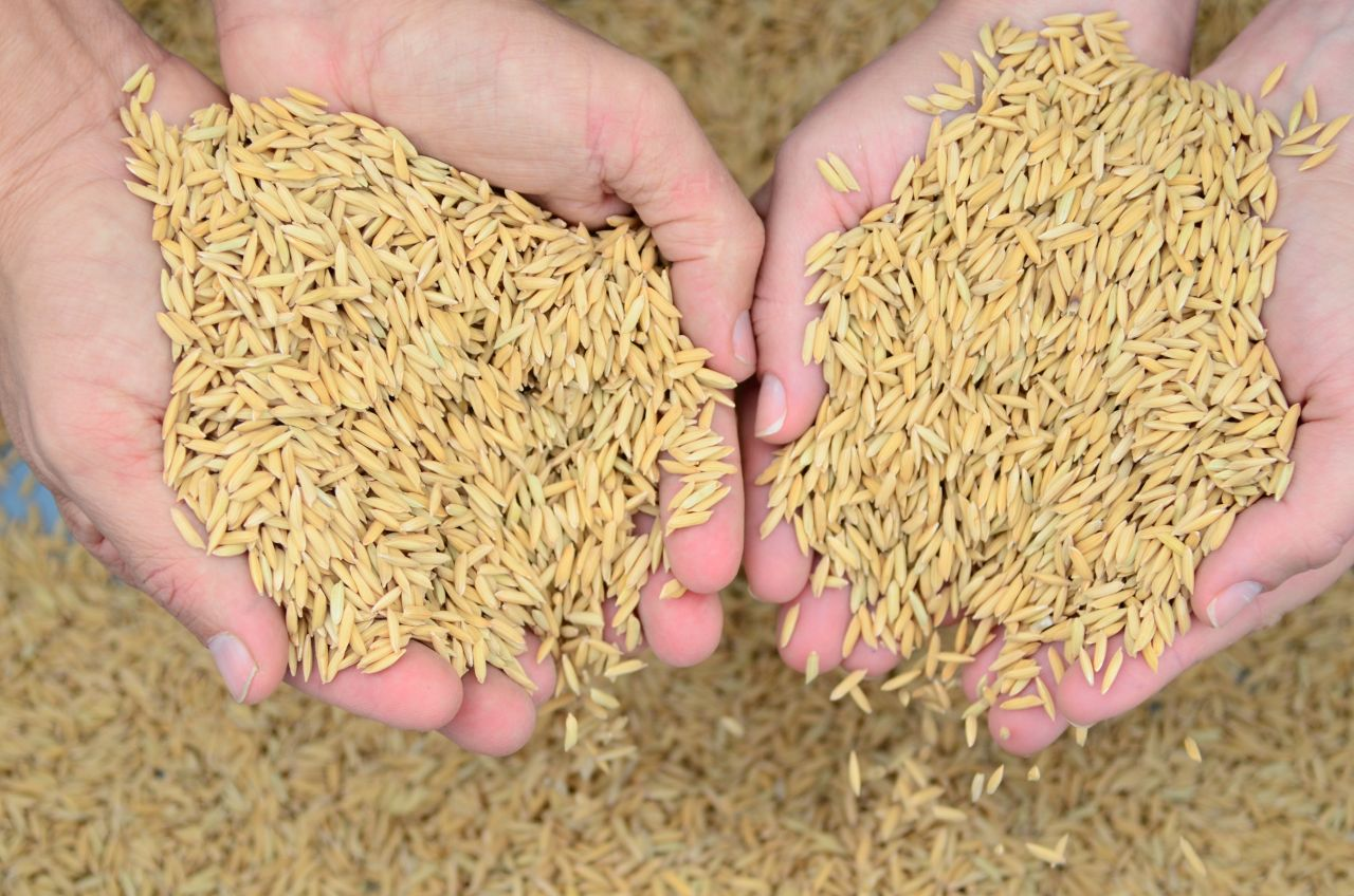 Recorde de produtividade na “safra de arroz” em Santa Catarina Recorde de produtividade na “safra de arroz” em Santa Catarina