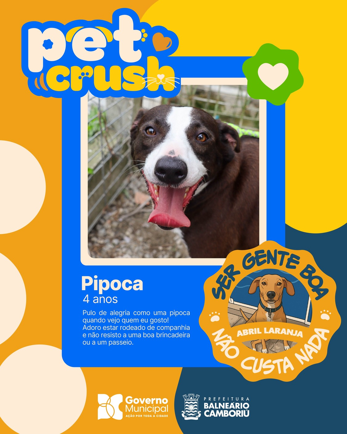Prefeitura lança o “Pet Crush” como incentivo à adoção de animais Prefeitura lança o “Pet Crush” como incentivo à adoção de animais