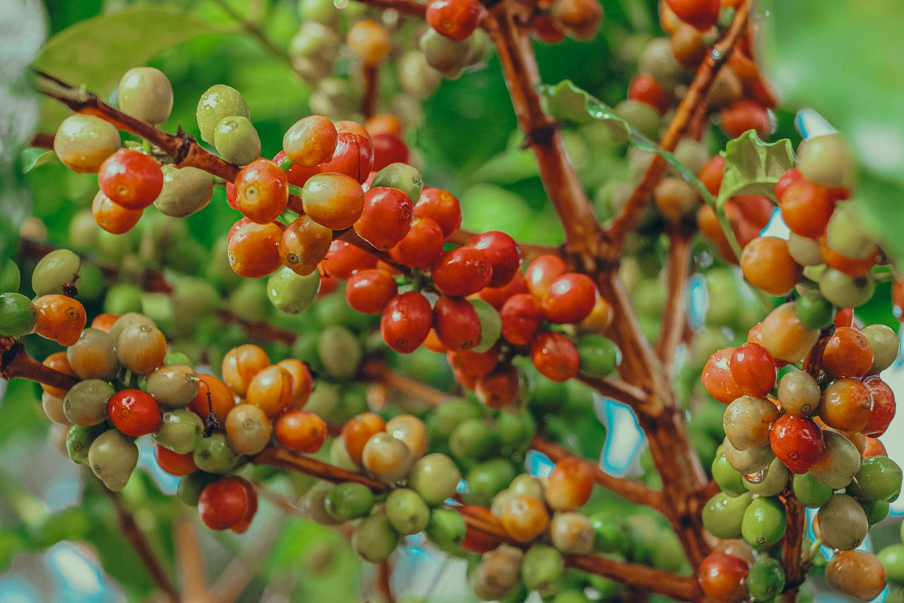 Cafeicultura brasileira adota algas marinhas como aliadas para aumentar a produtividade